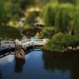 tilt_shift_10.jpg