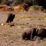 kevin_carter_soudan_1993_.jpg